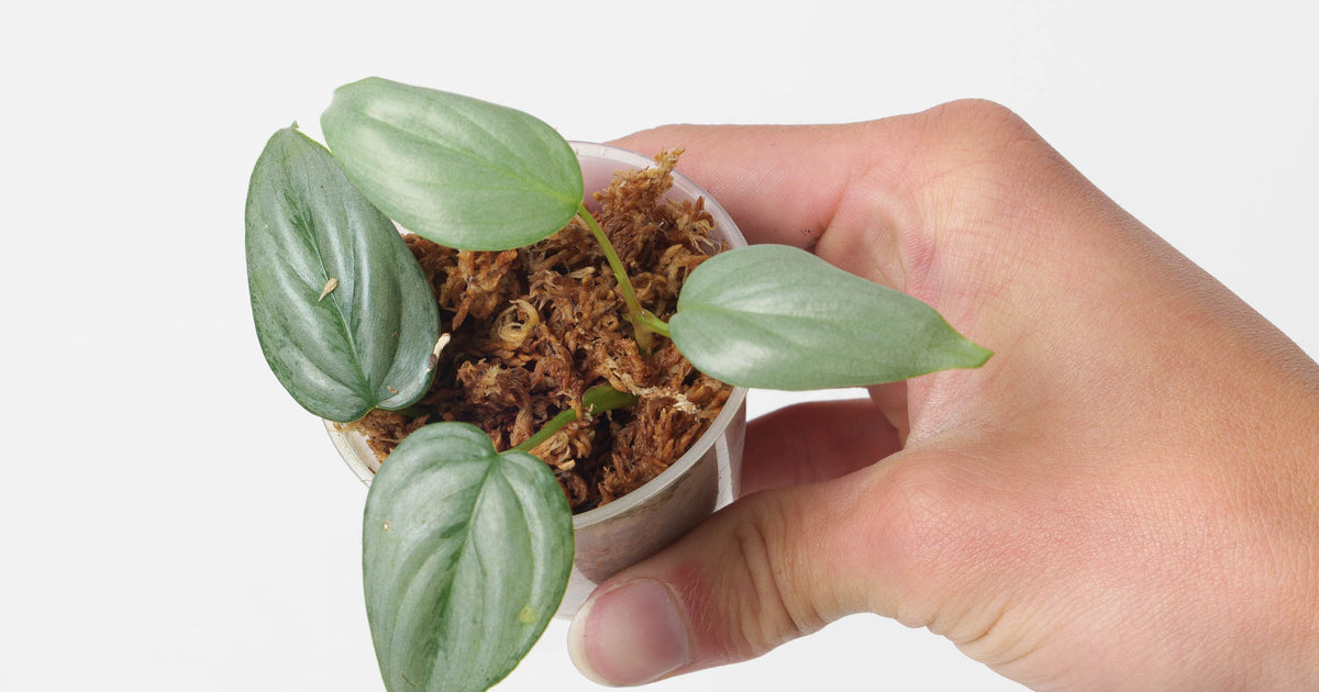 philodendron sodirini Philodendron sodiroi 'sodirini' | Plants