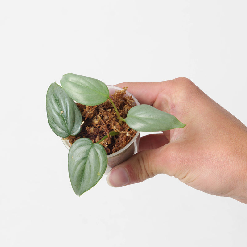 Philodendron sodiroi 'sodirini' Plants GrowTropicals