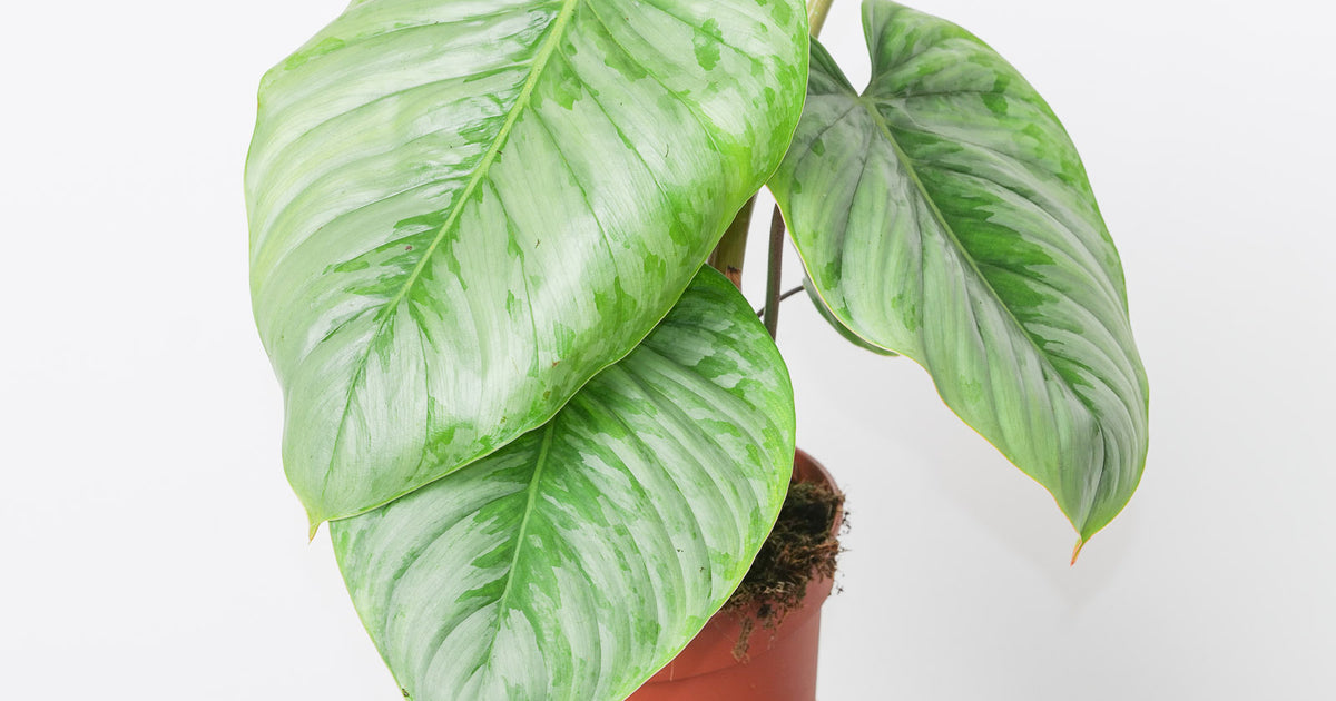 philodendron sodiroi Philodendron 'Sodiroi' | Plants