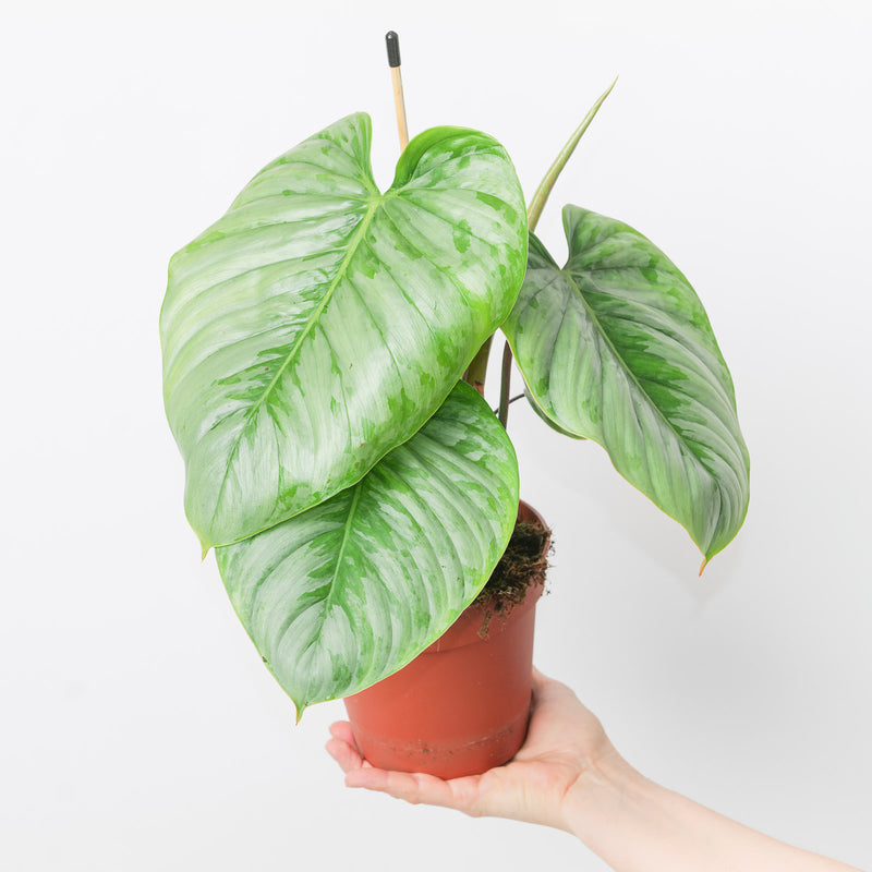 Philodendron 'Sodiroi' 15cm Plants GrowTropicals