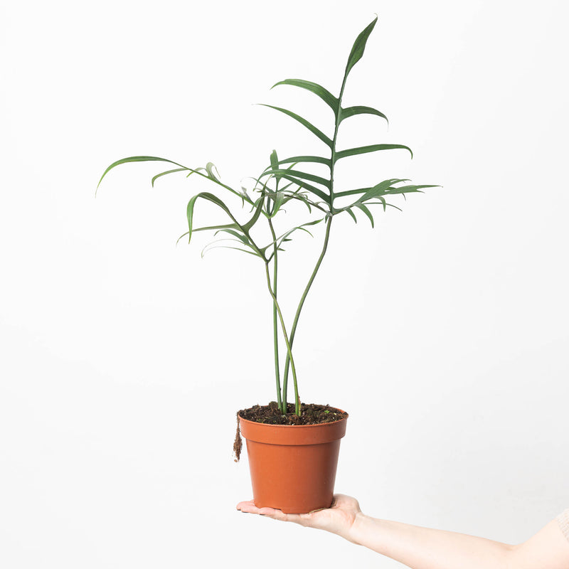 Philodendron polypodioides — 14cm