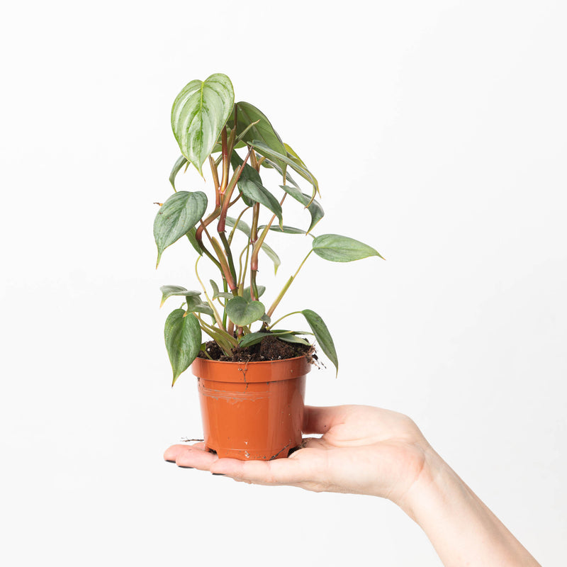Philodendron 'Sodiroi' — 9cm