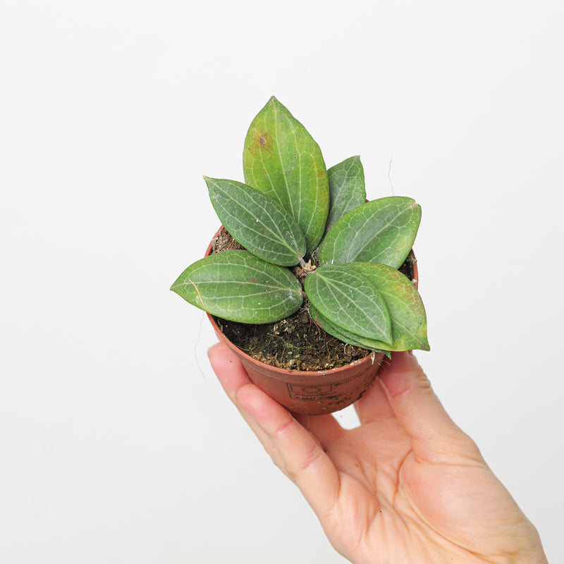 Hoya fitchii Plants GrowTropicals