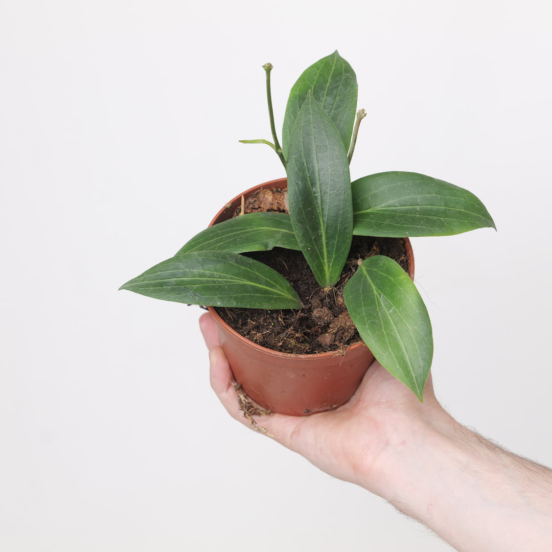 Hoya soligamiana 12cm Plants GrowTropicals
