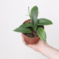 Hoya soligamiana