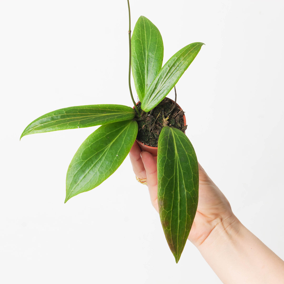 Hoya soligamiana - GROW TROPICALS