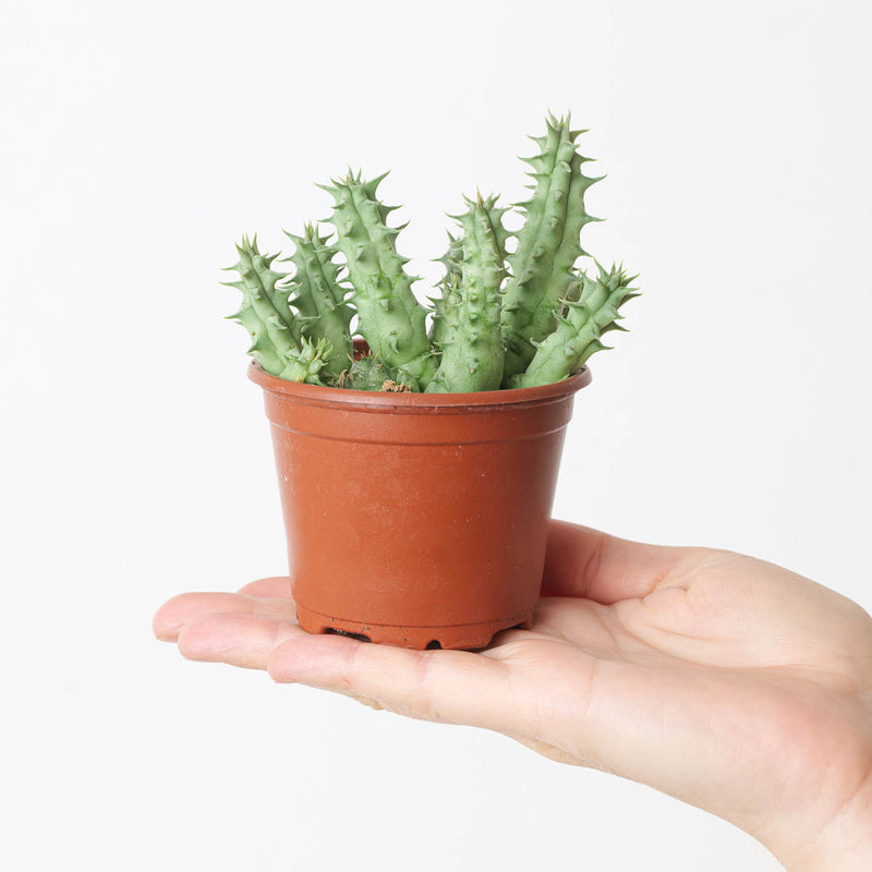 Huernia somalica (Stapeliad) — 8cm