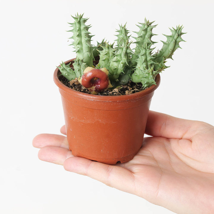 Huernia somalica (Stapeliad) - GROW TROPICALS