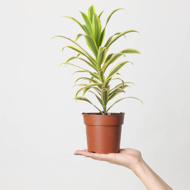 Dracaena reflexa 'Song of India' 12cm Plants GrowTropicals