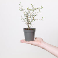 Sophora Little Baby
