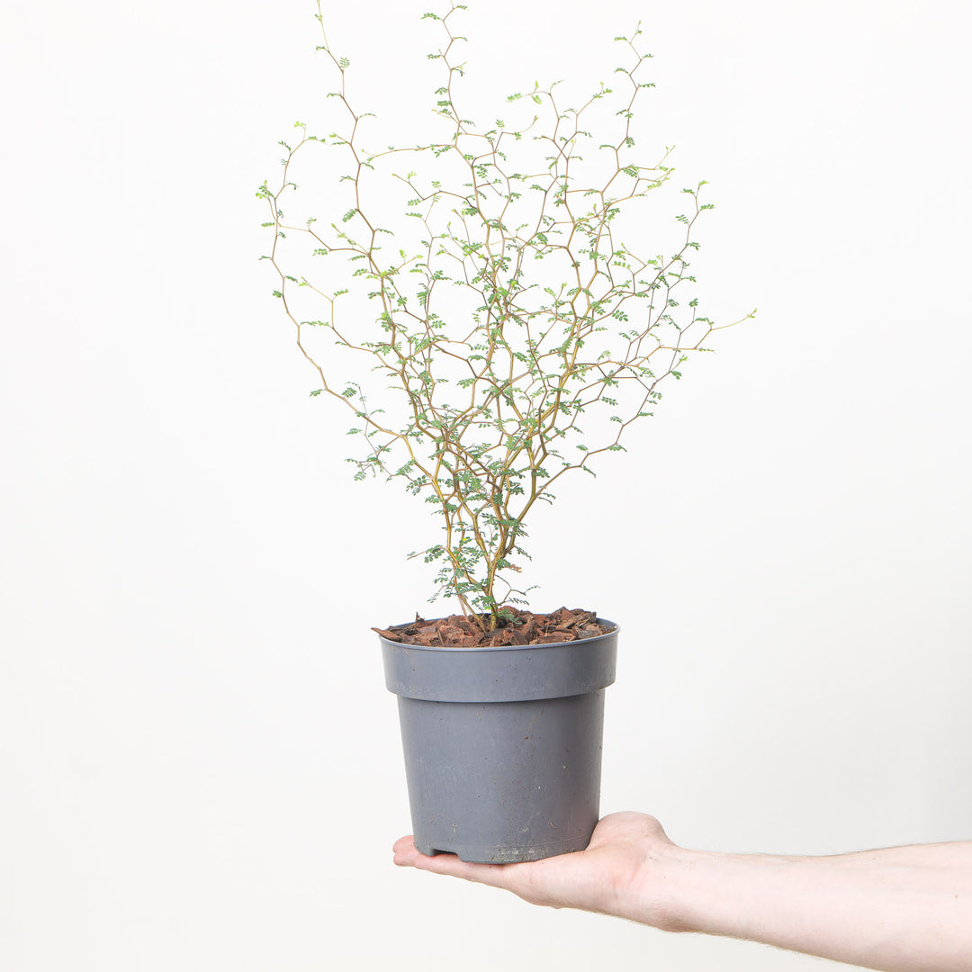 Sophora Little Baby 15cm / 1.5L Plants - Outdoor GROW TROPICALS