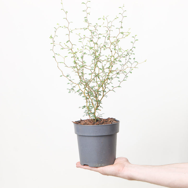 Sophora Little Baby 15cm / 1.5L Plants - Outdoor GROW TROPICALS