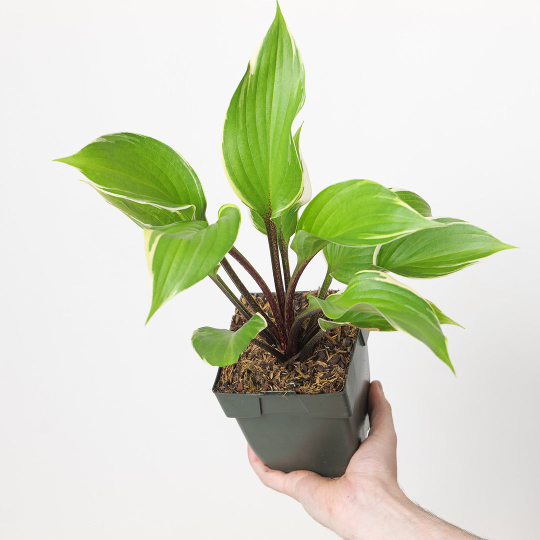 Hosta 'Sorbet'