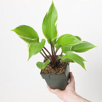 Hosta 'Sorbet'
