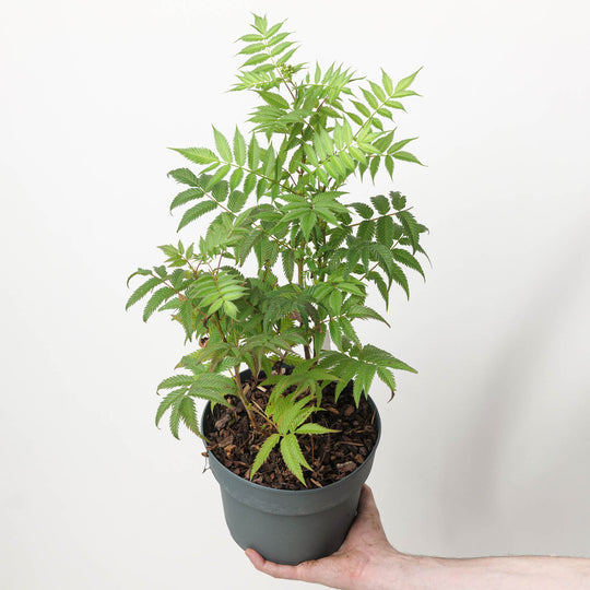 Sorbaria sorbifolia 'Sem' 19cm / 3L Plants - Outdoor GROW TROPICALS