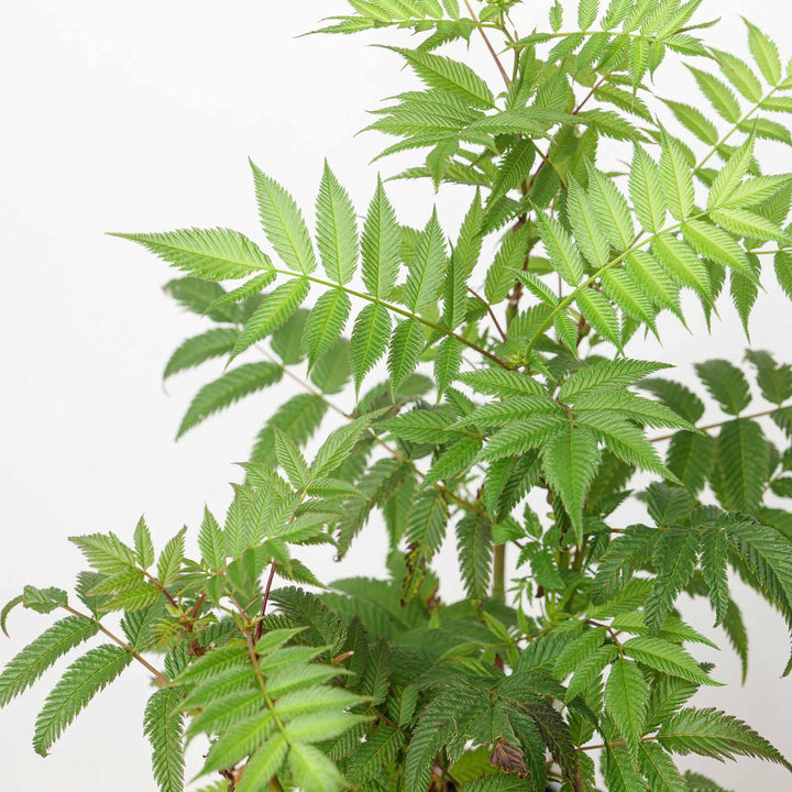 Sorbaria sorbifolia 'Sem' Plants - Outdoor GROW TROPICALS