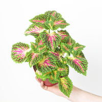 Coleus scutellarioides 'Main Street Spacecake'