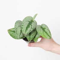 Scindapsus 'Sparkling Borneo'