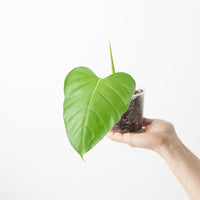 Philodendron sparreorum