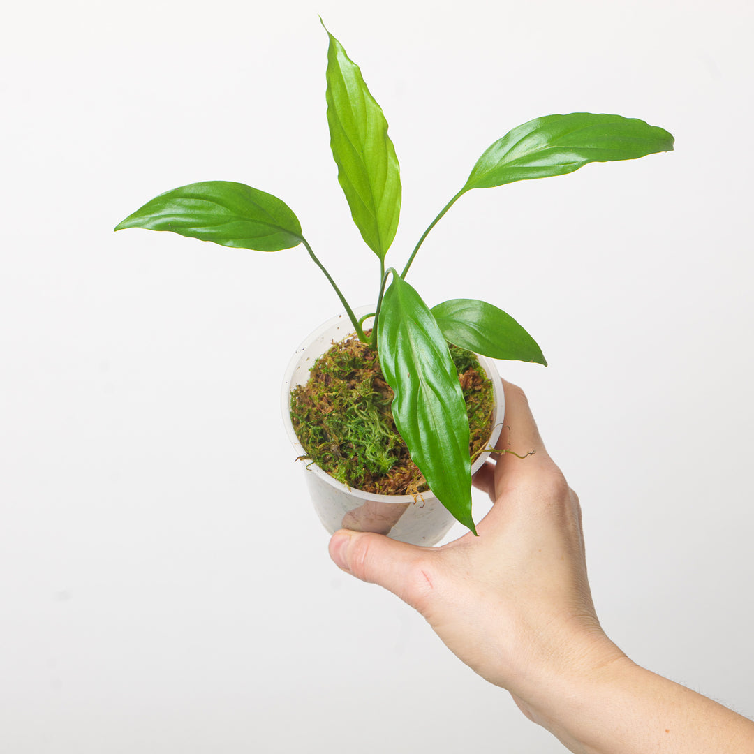 Spathiphyllum sp. NOID GrowTropicals