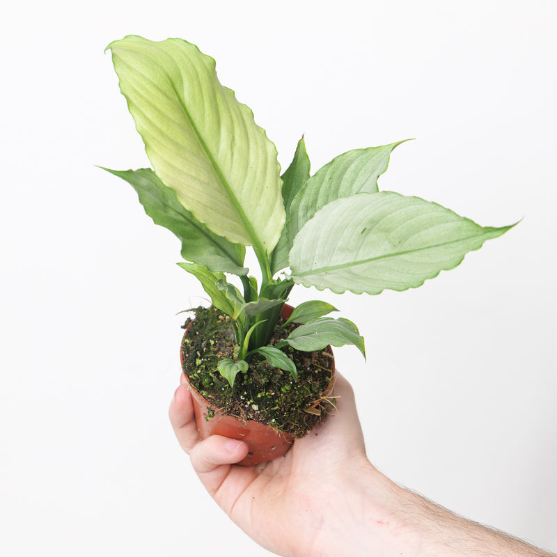 Spathiphyllum 'Blue Ice' Plants GrowTropicals