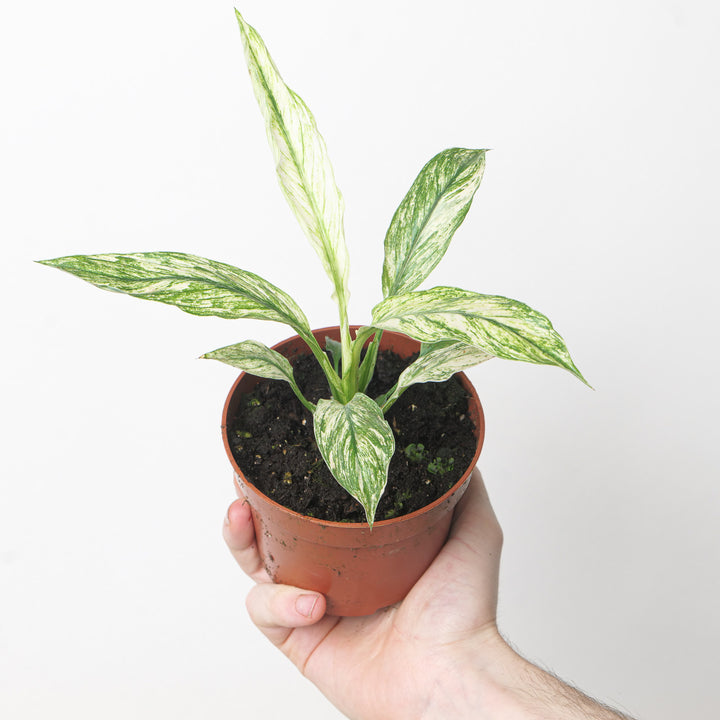 Spathiphyllum Sensation Variegated 10.5cm Plants GrowTropicals