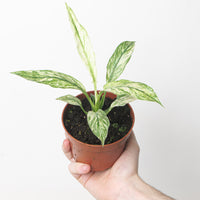Spathiphyllum Sensation Variegated