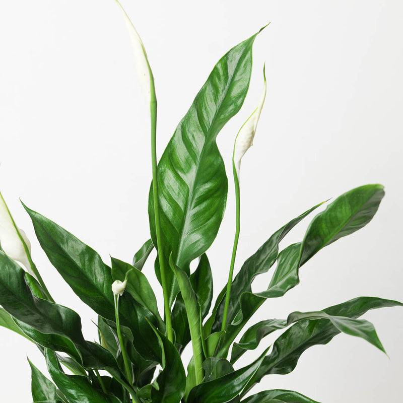 Spathiphyllum sp. 'Sweet Curiosa' Plants GrowTropicals
