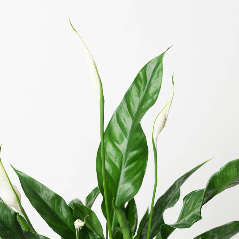 Spathiphyllum sp. 'Sweet Curiosa' Plants GrowTropicals