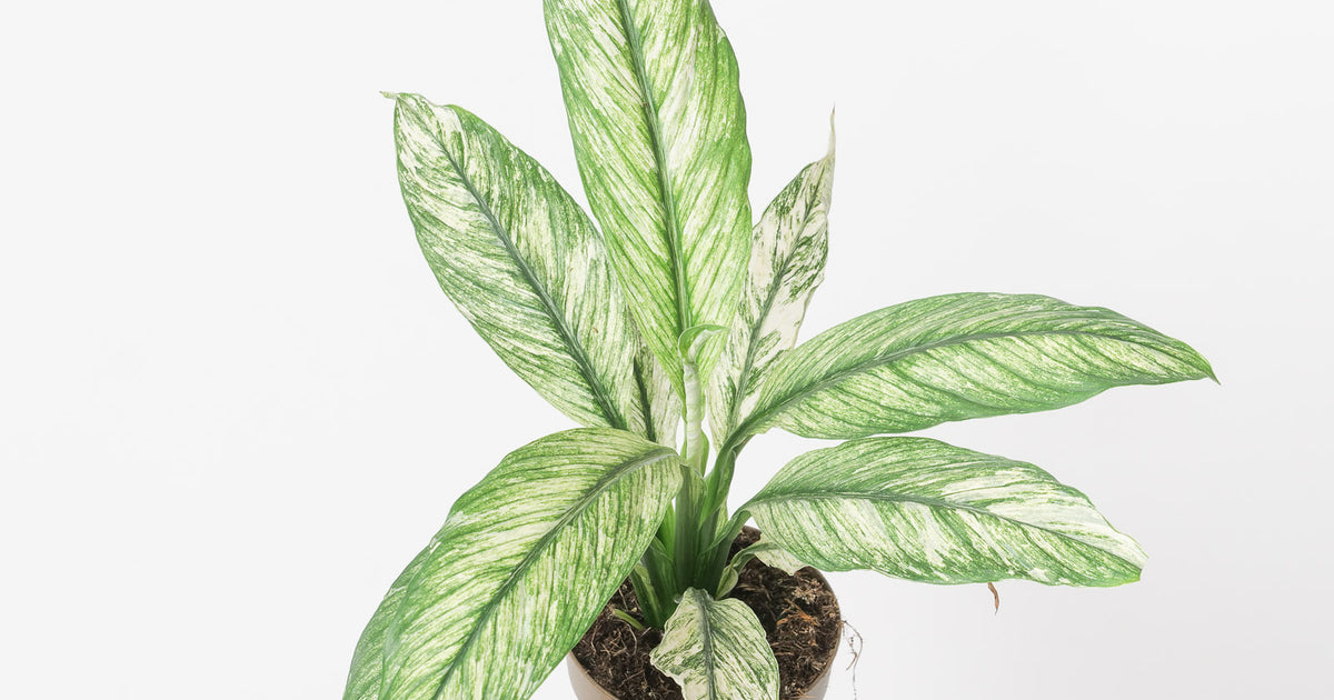 sensation plant vs peace lily Spathiphyllum Sensation Variegated | Plants