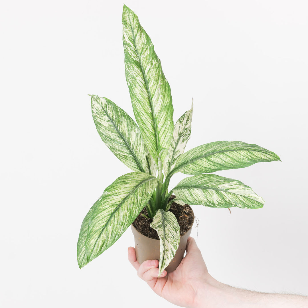 sensation plant vs peace lily Spathiphyllum Sensation Variegated | Plants