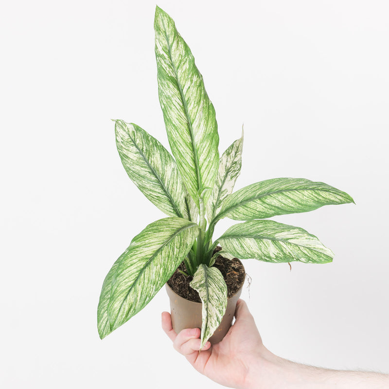 Spathiphyllum Sensation Variegated 12cm Plants GrowTropicals