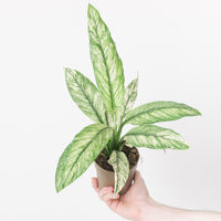 Spathiphyllum Sensation Variegated