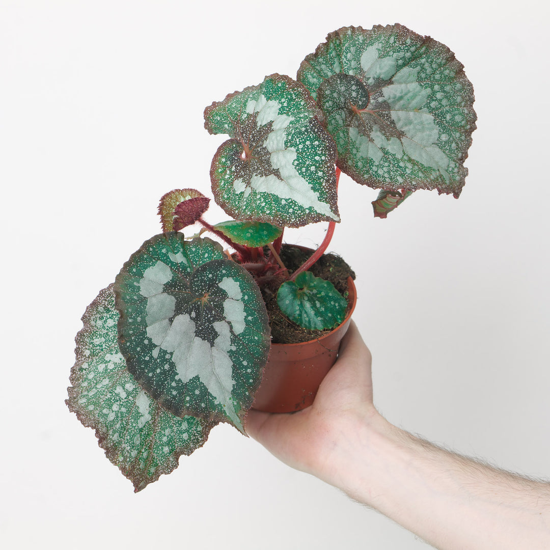 Begonia 'Speckled' Plants GrowTropicals