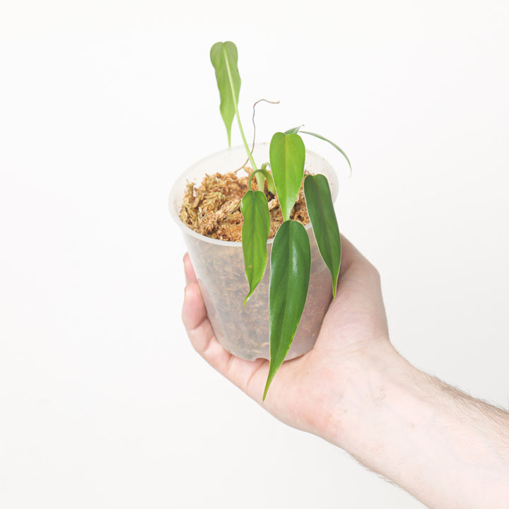 Philodendron sp Esmeraldas 9cm Plants GrowTropicals