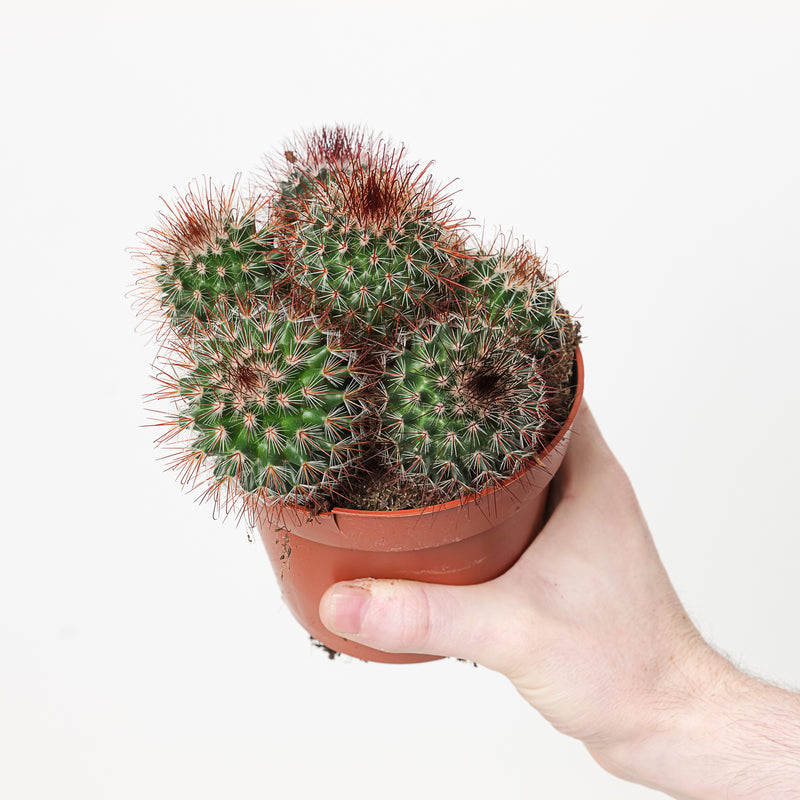 Mammillaria spinosissima 12cm Plants GrowTropicals