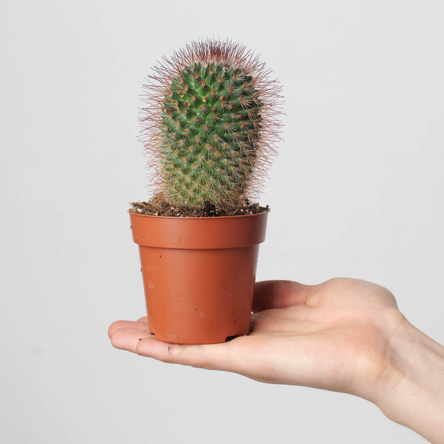 Mammillaria spinosissima - GROW TROPICALS