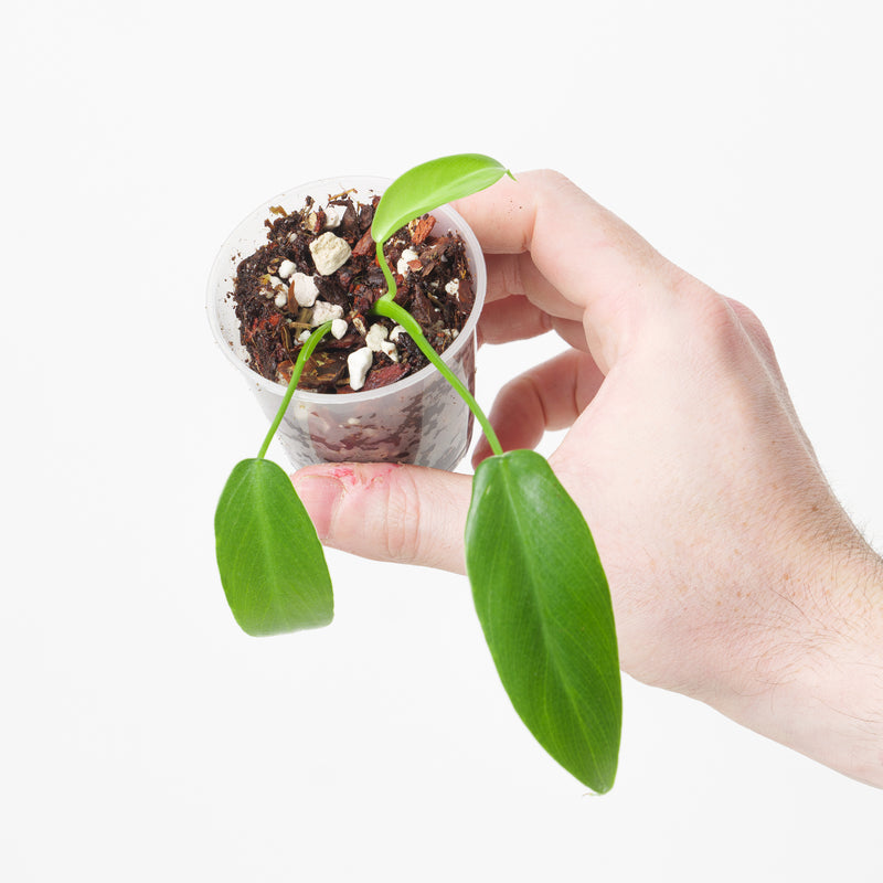 Philodendron spiritus sancti (Seed grown) Plants GrowTropicals