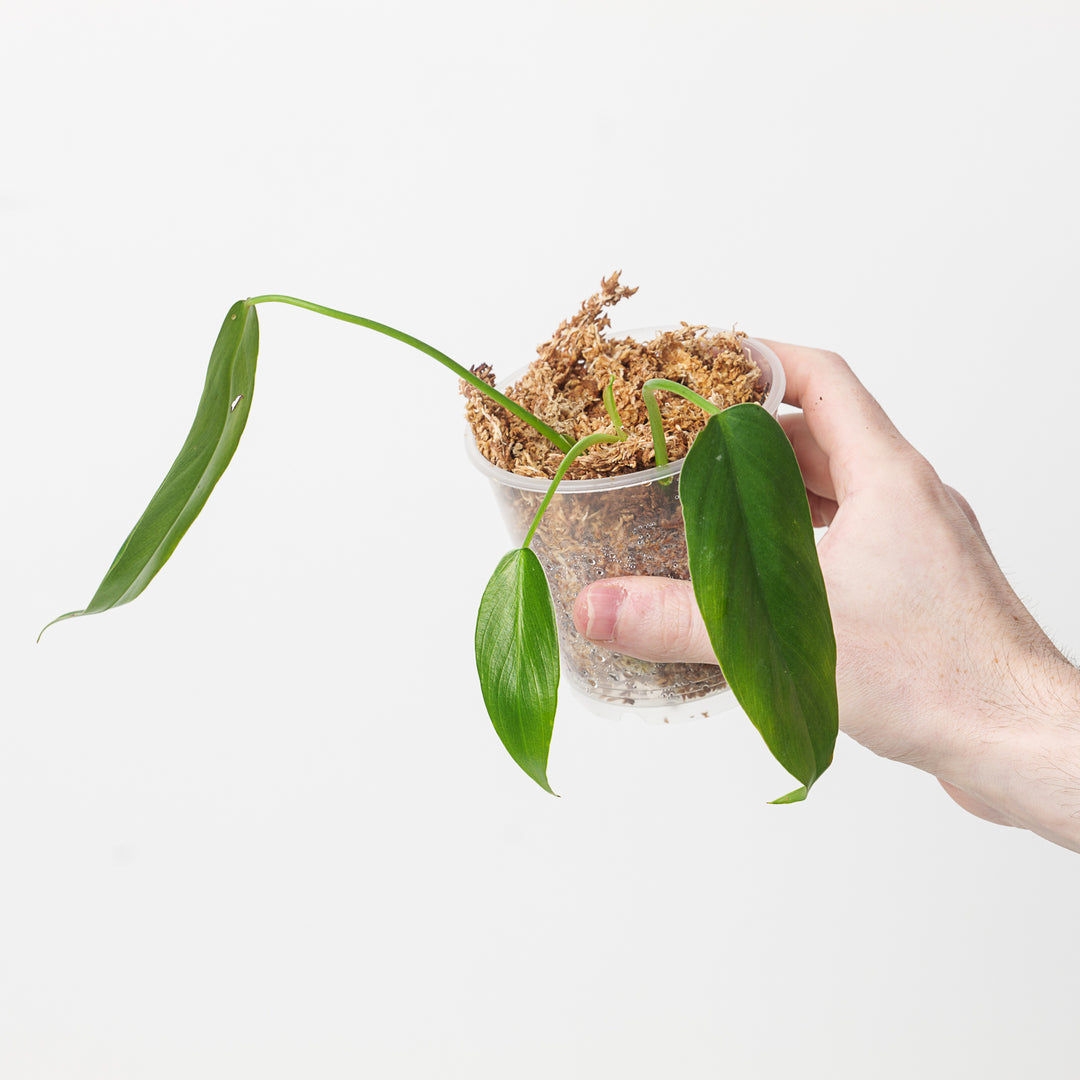 philodendron spiritus sancti seeds for sale Philodendron spiritus sancti (Seed grown)