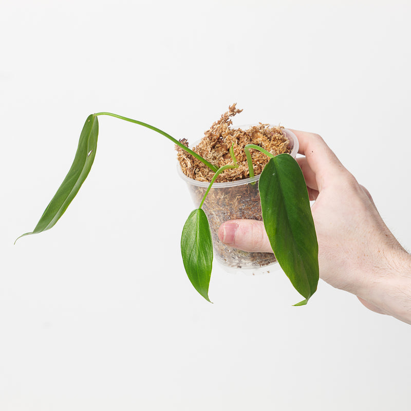 Philodendron spiritus sancti (Seed grown) Plants GrowTropicals