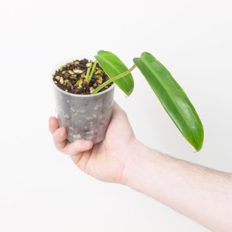 Philodendron spiritus sancti (Seed grown) — 9cm