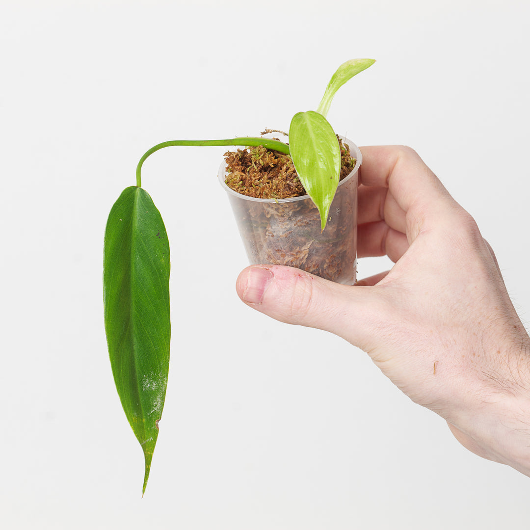 growing philodendron from seed what type soil to grow in Philodendron spiritus sancti (Seed grown)