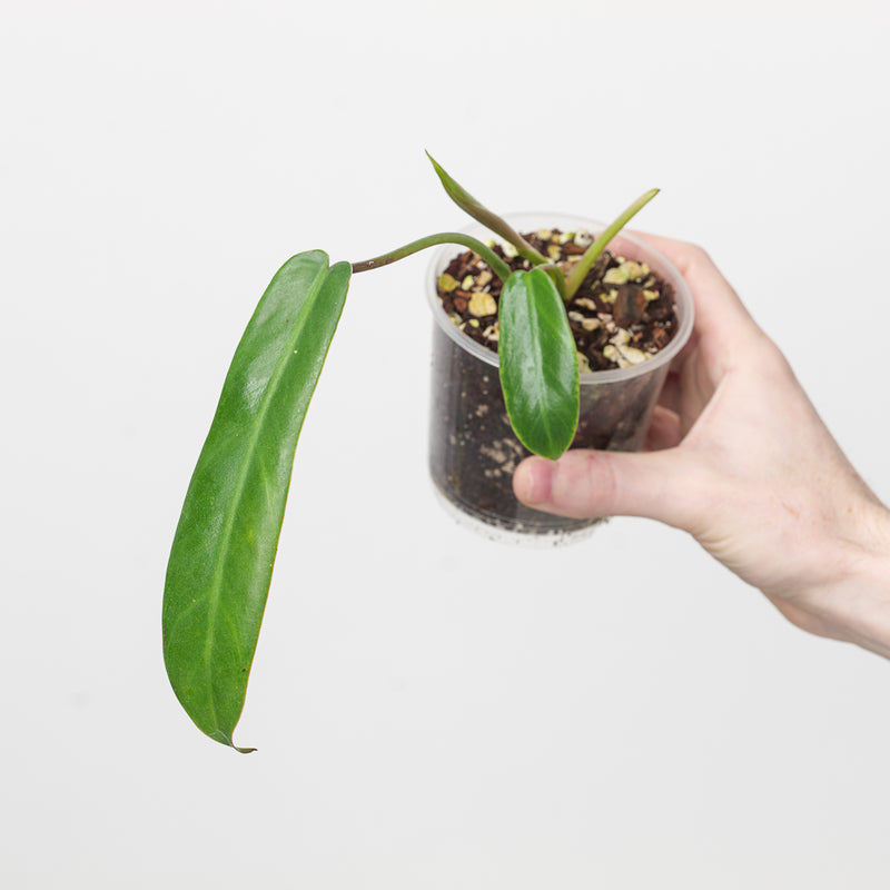 Philodendron spiritus sancti (Seed grown) Plants GrowTropicals