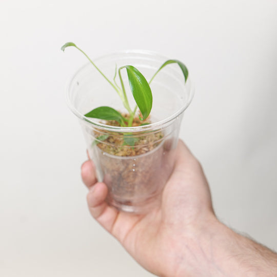 Philodendron Spiritus Sancti (Plantlet) Plants GrowTropicals