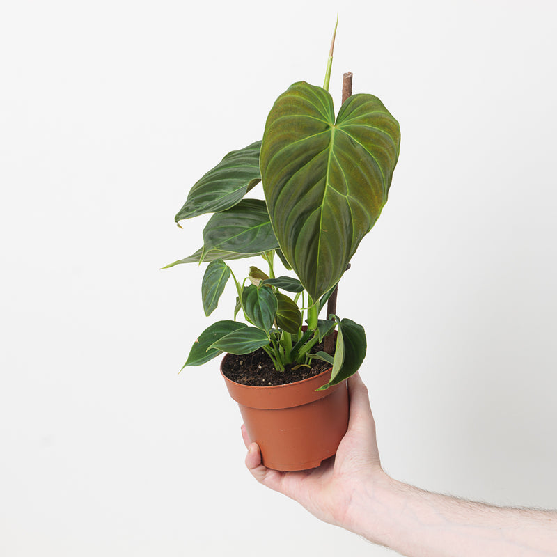 Imperfect Philodendron Splendid | Verrucosum x Melanochrysum Plants GrowTropicals