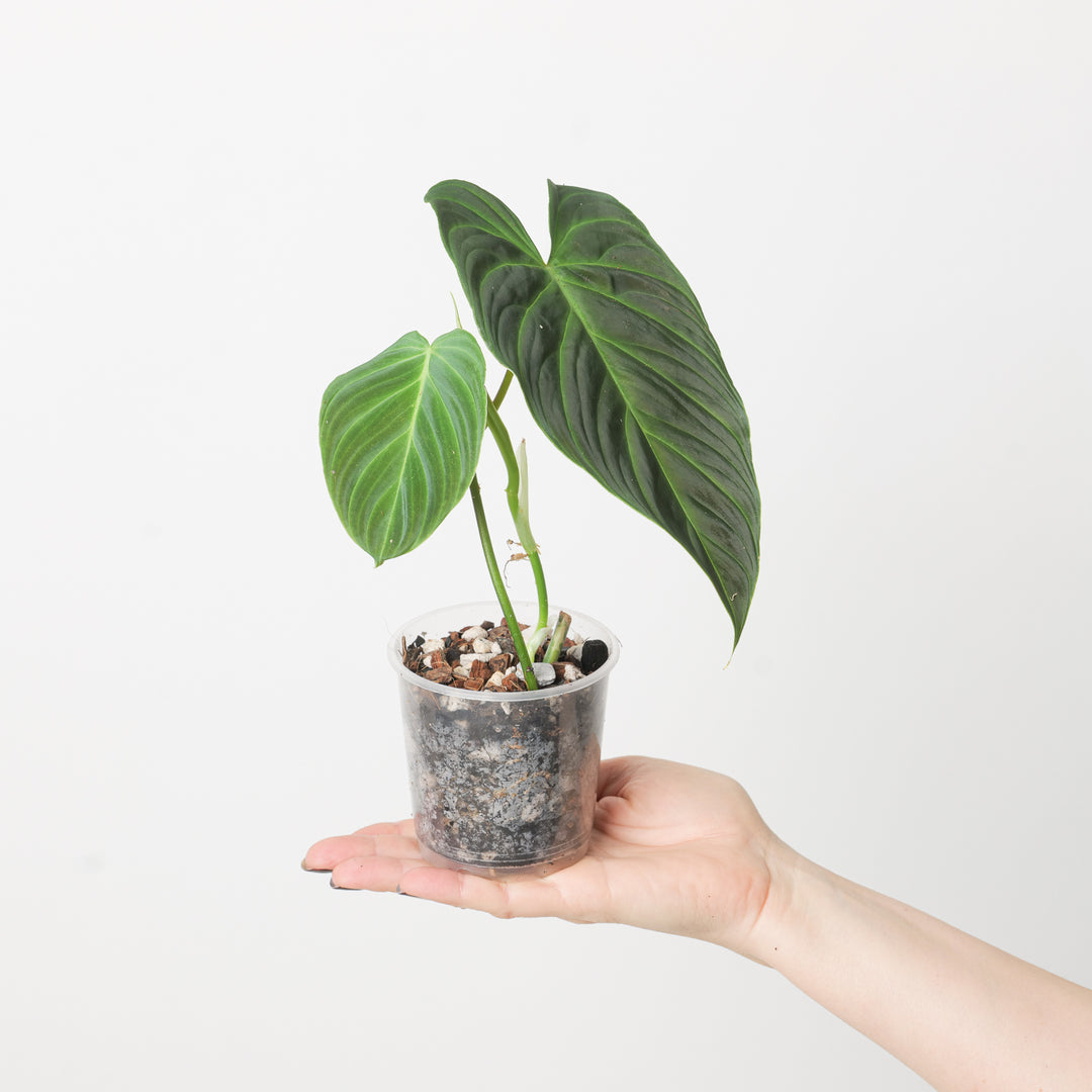 philodendron verrucosum melanochrysum hybrid Philodendron Splendid