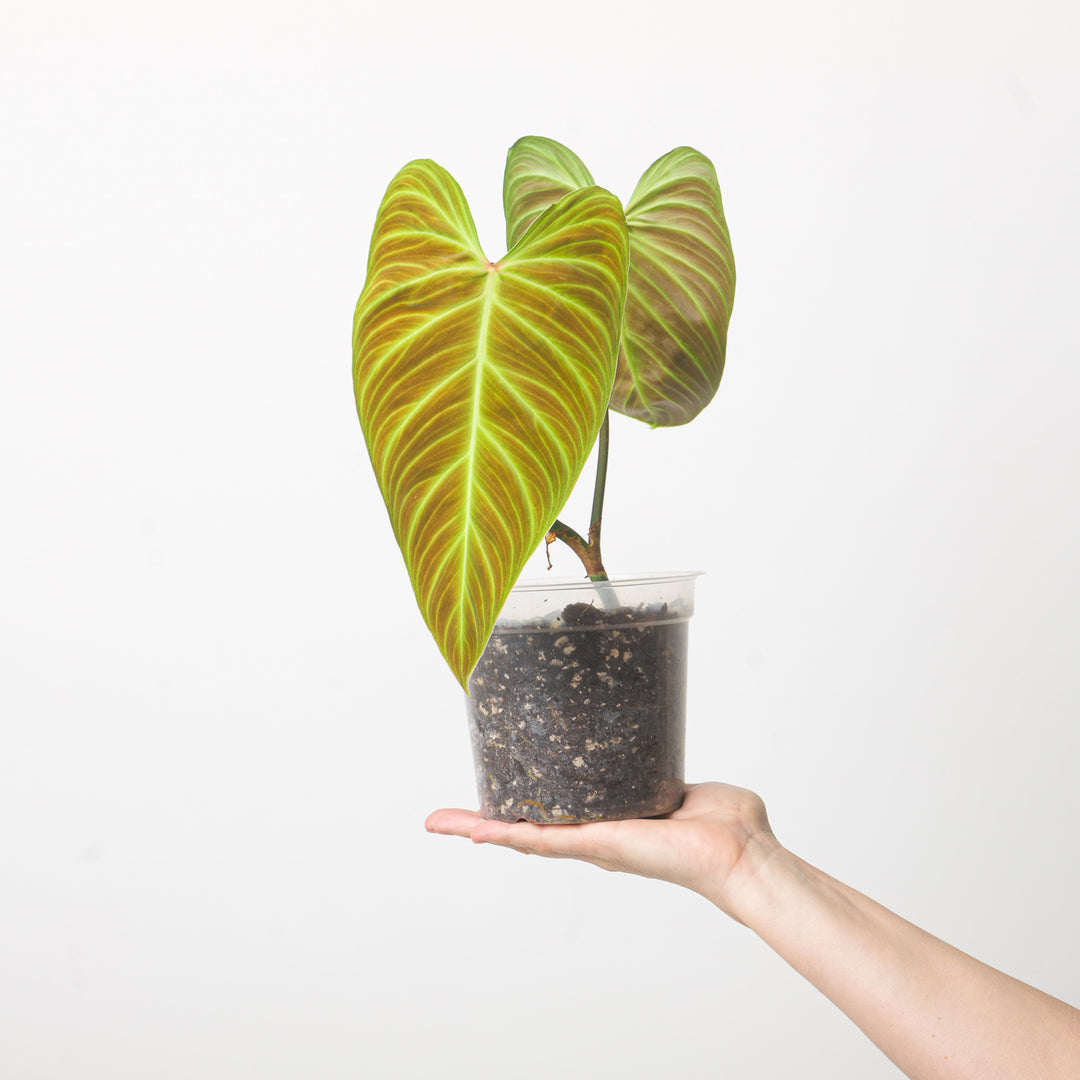 Imperfect Philodendron Splendid | Verrucosum x Melanochrysum Plants GrowTropicals