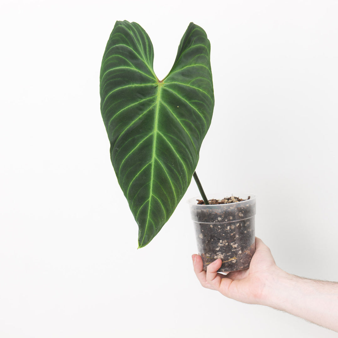 philodendron big spender Philodendron Splendid