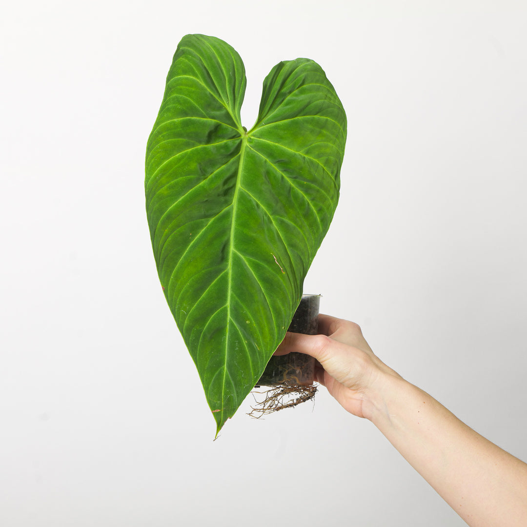 Imperfect Philodendron Splendid | Verrucosum x Melanochrysum Plants GrowTropicals