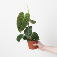 Imperfect Philodendron Splendid | Verrucosum x Melanochrysum